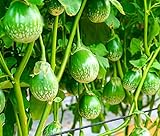 100+ Thai Eggplant Seeds for Planting - Round Eggplant is Ornamental and Tasty Photo, new 2024, best price $8.96 ($0.09 / Count) review