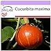 Foto SAFLAX - Calabaza Hokkaido - 10 semillas - Cucurbita maxima revisión