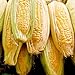 Photo Sugar Buns Sweet Yellow Corn, 75 Heirloom Seeds Per Packet, (Isla's Garden Seeds), 90% Germination Rates, Non GMO Seeds, Botanical Name: Zea mays review