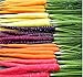 Photo MySeeds.Co Big Pack - (3,500+) Rainbow Mix Carrot Seeds - Atomic Red, Bambino Orange, Cosmic Purple, Lunar White and Solar Yellow Seeds (Big Pack - Carrot Rainbow Mix) review