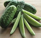 National Pickling Cucumber, 75 Heirloom Seeds Per Packet, Non GMO Seeds, Botanical Name: Cucumis sativus, Isla's Garden Seeds Photo, new 2024, best price $5.98 ($0.08 / Count) review