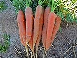 Bulk Organic Carrot Seeds Scarlet Nantes (1/2 Lb) Photo, new 2024, best price $14.95 review