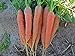 Photo Bulk Organic Carrot Seeds Scarlet Nantes (1/2 Lb) review