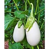 Cloud Nine Hybrid Eggplant Seeds (30+ Seed Package) Photo, new 2024, best price $4.19 review
