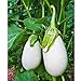 Photo Cloud Nine Hybrid Eggplant Seeds (30+ Seed Package) review