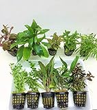 10 Töpfe Aquarienpflanzen Set Wasserpflanzen ideal für den Anfänger Foto, neu 2024, bester Preis 31,00 € (3,10 € / stück) Rezension