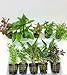 Foto 10 Töpfe Aquarienpflanzen Set Wasserpflanzen ideal für den Anfänger Rezension