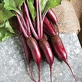 David's Garden Seeds Beet Cylindra 4343 (Red) 200 Non-GMO, Hybrid Seeds Photo, new 2024, best price $3.95 review