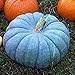 Foto 100 semillas de calabaza unids/bolsa, semillas de calabaza azul nutritivas, raras y deliciosas para plantar en casa, jardín al aire libre 1 Semillas de calabaza azul revisión
