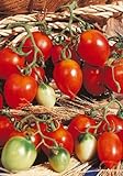 Salerno Seeds Grape Tomato Piennolo Del Vesuvio Pomodoro Heirloom Tomato 3 Grams Made in Italy Italian Non-GMO Photo, new 2024, best price $4.99 review