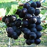 Natural Fruit Seeds Kyoho Grapes Seeds 30Pcs Photo, new 2024, best price $7.89 review