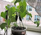 Self-pollinated Indoor Cucumber F1 Seeds Indoor Room Early Pickling Vegetable for Planting Giant Non GMO 10 Seeds Photo, new 2024, best price $8.98 review