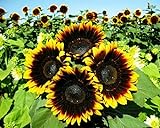 12+ Seeds Sunflower : Pro Cut (BTL) Bicolor Sunflower Fresh Photo, new 2024, best price $26.00 review