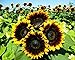 Photo 25+ Seeds Sunflower : Pro Cut (BTL) Bicolor Sunflower Fresh review