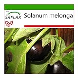 SAFLAX - Berenjena - 20 semillas - Con sustrato estéril para cultivo - Solanum melonga Foto, nuevo 2024, mejor precio 4,45 € revisión