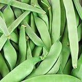 Roma II Bush Beans, 50 Count Seed, Planting, Non-GMO Bush Bean, Country Creek Acres Brand Photo, new 2024, best price $3.99 ($0.08 / Count) review