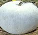 Photo Big Pack - (100) Winter Melon Round, Wax Gourd Seeds - Tong Qwa - Used in Asian Soup Dishes - Non-GMO Seeds by MySeeds.Co (Big Pack - Wax Gourd) review