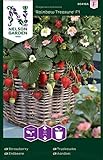 Nelson Garden 1933, Erdbeere, Rainbow Treasure F1, Samen (Erdbeere, Einzelpackung) Foto, neu 2024, bester Preis 4,95 € Rezension