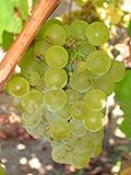 Vitis vinifera Chardonnay WINE GRAPE Seeds! Photo, new 2024, best price $12.20 review
