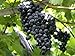 Photo HeirloomSupplySuccess TM 25 Heirloom Purple Concord Grape Seeds review