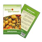 Balkontomaten Balconi yellow Samen - Solanum lycopersicum - Balkontomatensamen - Gemüsesamen - Saatgut für 20 Pflanzen Foto, neu 2024, bester Preis 1,99 € (0,10 € / stück) Rezension