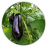 Aubergine - ca.50 Samen - Solanum melongena - guter Ertrag - Resistente Sorte Foto, neu 2024, bester Preis 3,49 € Rezension