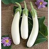 White Princess (F1) Eggplant Seeds (30+ Seed Package) Photo, new 2024, best price $4.19 review