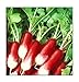 Photo 100 French Breakfast Radish Seeds | Non-GMO | Fresh Garden Seeds review