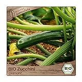 Samenliebe BIO Zucchini Samen Diamant grün 10 Samen samenfestes Gemüse Saatgut für Gewächshaus Freiland und Balkon BIO Gemüsesamen Foto, neu 2024, bester Preis 3,49 € Rezension