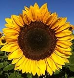 12+ Seeds Sunflower : Pro Cut (BTL) Mixture Sunflower Fresh Photo, new 2024, best price $26.00 review