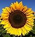 Photo 25+ Seeds Sunflower : Pro Cut (BTL) Mixture Sunflower Fresh review