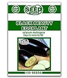 Black Beauty Eggplant Seeds - 150 Seeds Non-GMO Photo, new 2024, best price $1.59 ($0.01 / Count) review