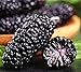 Foto 50 piezas de semillas de morera negra Reliquia de familia Semillas de arbusto de fruta perenne de BlackBerry dulce para el balcón del jardín de su casa Frutas de morera suculentas deliciosas revisión