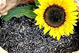Futterbauer 20 kg Sonnenblumenkerne schwarz Vogelfutter Ganzjahresvogelfutter Foto, neu 2024, bester Preis 30,99 € (1,55 € / kg) Rezension