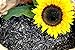 Foto Futterbauer 20 kg Sonnenblumenkerne schwarz Vogelfutter Ganzjahresvogelfutter Rezension