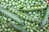 Willet's Wonder English Pea - Very Prolific and Tasty! Green Sweet Peas!!!!Mmmmm(100 - Seeds) Photo, new 2024, best price $7.69 ($0.08 / Count) review