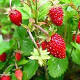 KIRA SEEDS - Alpine Strawberry Alexandria - Everbearing Fruits for Planting - GMO Free Photo, new 2024, best price $8.96 ($0.09 / Count) review