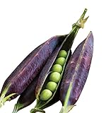 Burpee Purple Podded Pea Seeds 200 seeds Photo, new 2024, best price $9.36 ($0.05 / Count) review
