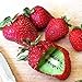 Foto 20 Stück veredelte Kiwi-Erdbeer samen leicht zu kultivieren schnell wachsende einfach zu handhaben Bonsai Köstliche Obstgarten-Pflanzen dekoration für den Garten-Hausbau Kiwi Erdbeer samen Eine Gr Rezension