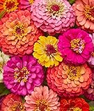 Burpee Cut & Come Again Zinnia Seeds 175 seeds Photo, new 2024, best price $7.11 ($0.04 / Count) review
