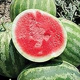 Unknown Red Rock Watermelons (Seedless) Seeds (25 Seed Packet) (More Heirloom, Organic, Non GMO, Vegetable, Fruit, Herb, Flower Garden Seeds at Seed King Express) Photo, new 2024, best price $5.29 review