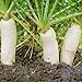 Photo Outsidepride Daikon Radish Cover Crop Seed - 5 LBS review