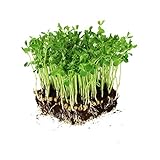 Dun Pea Seeds: 5 Lb - Bulk, Non-GMO Peas Sprouting Seeds for Vegetable Gardening, Cover Crop, Microgreen Pea Shoots Photo, new 2024, best price $31.12 ($0.39 / Ounce) review