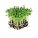 Photo Dun Pea Seeds: 5 Lb - Bulk, Non-GMO Peas Sprouting Seeds for Vegetable Gardening, Cover Crop, Microgreen Pea Shoots review