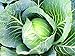 Photo 25+ Count Late Flat Dutch Cabbage Seed, Heirloom, Non GMO Seed Tasty Healthy Veggie review