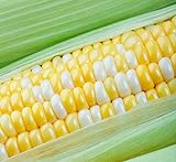 Peaches and Cream Sweet Corn Seeds 100 Seeds Photo, new 2024, best price $8.98 review
