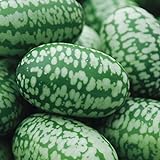 Cucamelon Seeds 35 Seed Pack Mexican Sour Gherkin, Mouse Melon 35 Seeds Photo, new 2024, best price $4.98 ($0.14 / Count) review