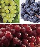 zcbang Rare Plant Fruit Seed 30 Pcs Grape Seeds - Beauteous Sweet Green Grape Photo, new 2024, best price $7.99 ($0.27 / Count) review