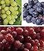 Photo zcbang Rare Plant Fruit Seed 30 Pcs Grape Seeds - Beauteous Sweet Green Grape review