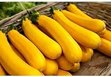 5 graines semences courgette jaune d'italie courge comestible fruit legume potager Photo, nouveau 2024, meilleur prix 4,59 € examen